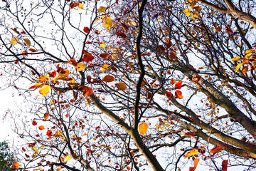Red and yellow leaves