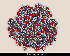 Hemoglobin haemoglobin, Hb or Hgb molecule. It is blood protein. Molecular model. 3D rendering