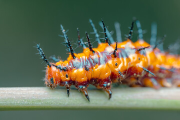 A gulf fritillary caterpillar close-up.