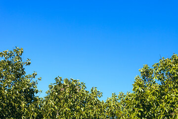 green trees isolated against blue sky. beautiful summer landscape with a place for an inscription.
