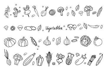Big set of vegetables. Mushrooms, carrots, pumpkin, pepper, cucumber, tomato and other healthy food. Doodle vector illustration EPS10. Hand drawn. Isolated on white background