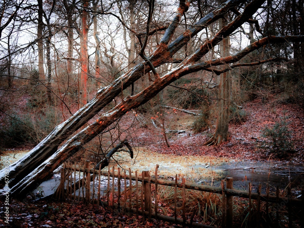 Canvas Prints Autumn leafless trees in the park with a wooden fence