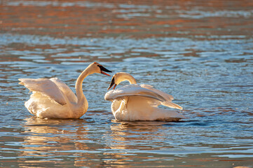 Male and Female Trumpeter Swans