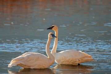 Trumpeter Swan Couple Resting on Pond Near Jackson Wyoming
