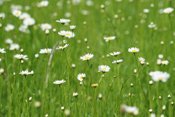 Beautiful small daisy flower in green grass in the garden
