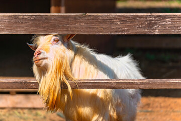 A white domestic goat which is a domesticated species of goat-antelope poking its head between...