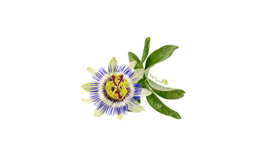 Passiflora incarnata on the white background