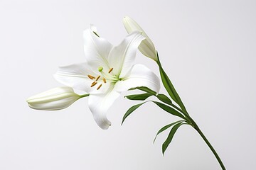 Fototapeta na wymiar Closeup of white lily on white background. Generative AI