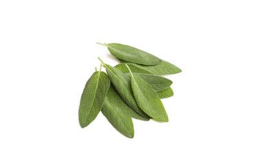 Obraz premium Salvia Officinalis (Green sage tea) on the white background