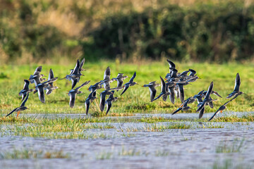 Redshank, Tringa totanus, birds in flight over Marshes