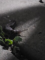 Leopard Slug on Sidewalk