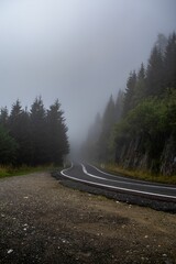 Amazing shot of an empty road surrounded by trees on a foggy day