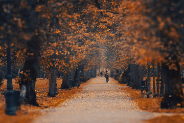 Krajobraz jesienny w parku i poranne miłe światło, Żywiec, Polska
