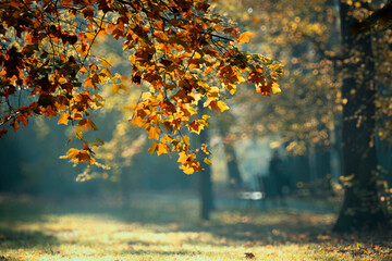 Krajobraz jesienny w parku i poranne miłe światło, Żywiec, Polska - obrazy, fototapety, plakaty