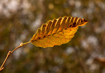 yellowed tree leaves in autumn