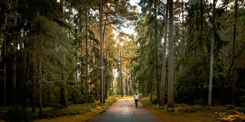 Foto op Aluminium Panoramic view of a person riding a bicycle in a park of green pines in Stockholm, Sweden © Wirestock