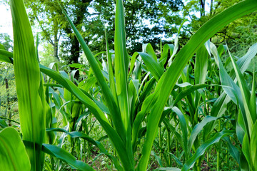 Close up of healthy sweet corn plants growing in the summer sun
