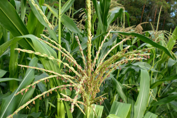 Close up of a sweet corn tassel glowing in the summer sun
