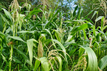 View of healthy sweet corn plants and tassels glowing in the summer sun
