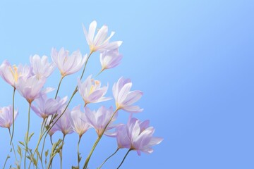 Obraz premium Light pink and white flowers in front of pastel blue background with copy space. Springtime design template. 