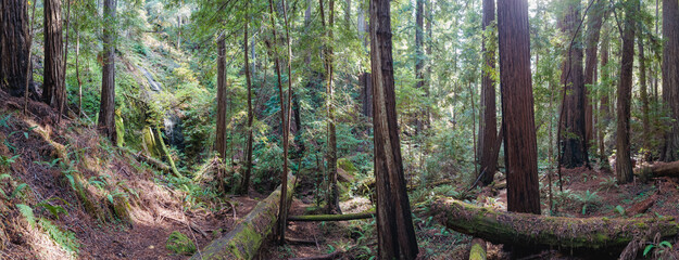 panorama of redwood forest and Chamberlain Creek Waterfall