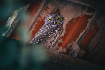 Little owl (Athene noctua) owlet perched under the roof in a derelict building in the countryside...