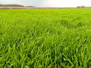Landscape of a field sown with winter wheat. Wheat has grown on a Ukrainian field in the fall.