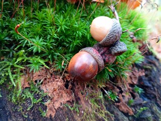 Two oak acorns on green forest moss after rain in autumn. Autumn natural textures with plants and...