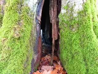 The trunk of the tree is covered with moss with a large crack from the root to the very top. Beautiful natural textures.