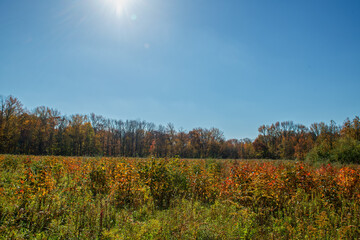 Sunny Autumn Meadow