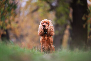 Cocker spaniel w jesiennym  lesie  © Elżbieta Kaps