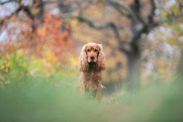 Cocker spaniel w jesiennym  lesie  © Elżbieta Kaps