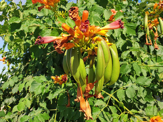 Campsis seed pods ripen on a bush on a summer sunny day.