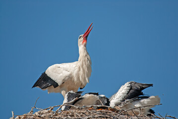 White stork (Ciconia ciconia) feeding her young in the nest.