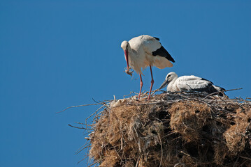 White stork (Ciconia ciconia) eating sparrow chicks in the nest.