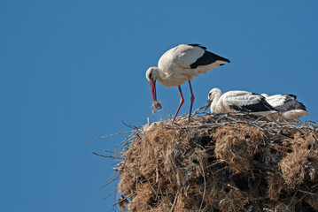 White stork (Ciconia ciconia) eating sparrow chicks in the nest.