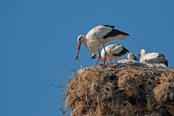 White stork (Ciconia ciconia) eating sparrow chicks in the nest.
