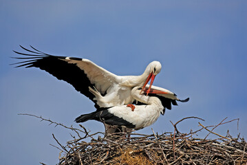 White storks (Ciconia ciconia) mating in the nest.