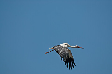 A white stork (Ciconia ciconia) flying against a blue sky background Free text field.
