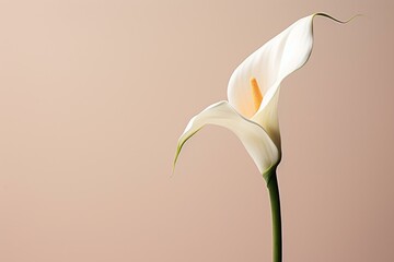 Close-up of calla lily with empty space. Generative AI