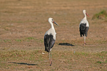 Obraz na płótnie Canvas A pair of white storks (Ciconia ciconia) walking in a field.
