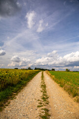 Sunflowers on a field.