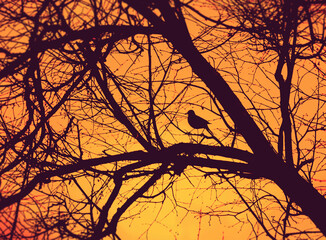 naked tree with lone bird at dramatic sunset, silhouette