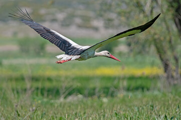 A white stork (Ciconia ciconia) in flight.