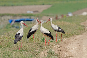 A group of white storks (Ciconia ciconia) in the field.