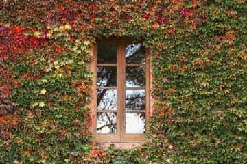 Autumnal Window Charm at the Castle. Wooden panes embraced by a vibrant tapestry