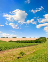 Fototapeta na wymiar Farm fields and blue sky with beautiful clouds Vertical photo.