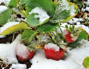 Erdbeeren im Winter unter einer schneeweißen Decke - 677845908