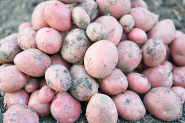Erntefrische Kartoffeln - Hintergrund 