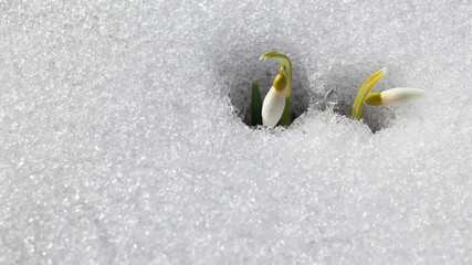 Snowdrop flowers breaking through the snow, natural background, copy space